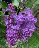 Mrs._Elizabeth_Peterson_20240520_MA_JJM