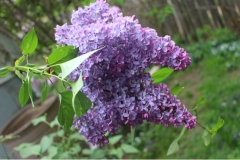 Mrs_Elizabeth_Peterson_JJM_JJM_1