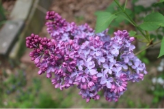 Mrs_Elizabeth_Peterson_JJM_JJM_2