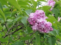Mrs_Fannie_W._Heath_20170523_RBG_MLD_3