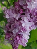 Mrs_Fannie_W._Heath_20170523_RBG_MLD_4