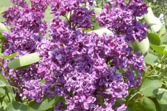 Mrs H. J. Cran