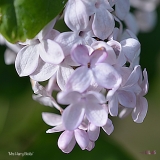 Mrs_Harry_Bickle_2019_LM_CF