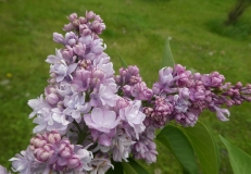 Mrs_Katherine_Margaretten_201906_RBG_MLD
