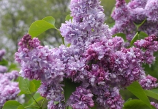 Mrs_Katherine_Margaretten_CH_2