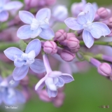 Mrs_Nadeau_2019_LM_CF