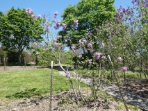 Mrs_W._E._Marshall_20180501_MAA_MLD_1