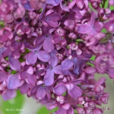 Mrs_W._E._Marshall_2019_LM_CF
