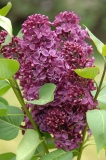Mrs_W._E._Marshall_ZB