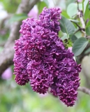Mrs_WE_Marshall_2014_BLBG_TP_11