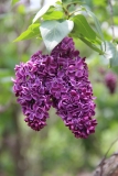 Mrs_WE_Marshall_2014_BLBG_TP_3