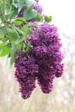 Mrs_WE_Marshall_2014_BLBG_TP_4