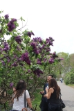 Mrs_WE_Marshall_2014_BLBG_TP_5