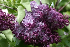 Mrs_Watson_Webb_Main_BG_TP_3