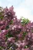 Mrs_Watson_Webb_Main_BG_TP_5