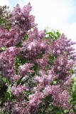 Mrs_Watson_Webb_Main_BG_TP_7