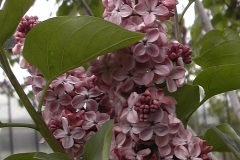 Mulatka