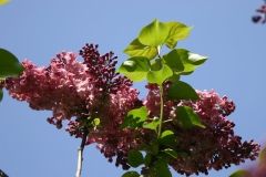 Mulatka_2005_TP__ISA_2
