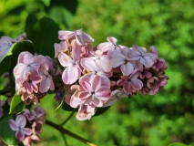 Mulatka_20220511_Kent_MLD