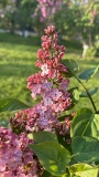 Mulatka_20240509_KA_KA