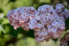 Mulatka_2024_MGU_ER