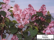 Mulatka_LNT_LNT