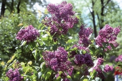 Muriel_RBG_CH_1