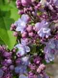 Murillo_20210428_NYBG_MLD_2