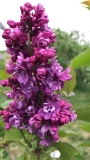 My_Favorite_20200522_MP_KA