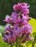 My_Favorite_20230427_HKLG_MLD