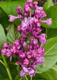 My_Favorite_20240412_MLD_MLD