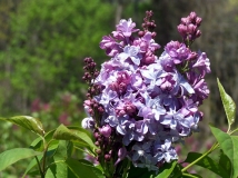 Nadezhda_200505_SP_BB_2