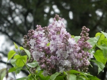 Nadezhda_20180506_LA_MLD_2
