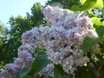 Nadezhda_20180521_LMSU_MLD_2