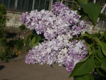 Nadezhda_20180526_PGBG_MLD_4
