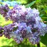 Nadezhda_2019_LM_CF