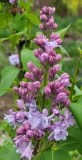 Nadezhda_20210412_MLD_MLD_4
