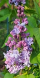 Nadezhda_20210413_MLD_MLD_3