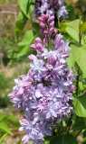 Nadezhda_20210416_MLD_MLD_3