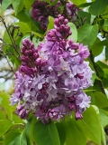 Nadezhda_20210427_BLBG_MLD_3