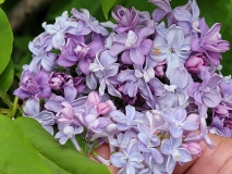 Nadezhda_20210428_NYBG_MLD_1