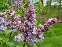 Nadezhda_20210428_NYBG_MLD_3