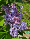 Nadezhda_20240414_MLD_MLD