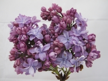 Nadezhda_LNT2