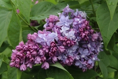 Nadezhda_Russia_TP_2
