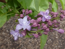Nadezhda_mislabeled_P._P._Konchalovskii_20190507_LP_MLD_2