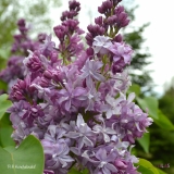 Nadezhda_mislabeled_P._P._Konchalovskii_2019_LM_CF