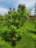Nadezhda_mislabeled_PPK_20210428_NYBG_MLD_1