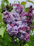 Nadezhda_mislabeled_PPK_20210428_NYBG_MLD_2