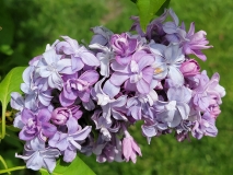 Nadezhda_mislabeled_PPK_20210428_NYBG_MLD_3